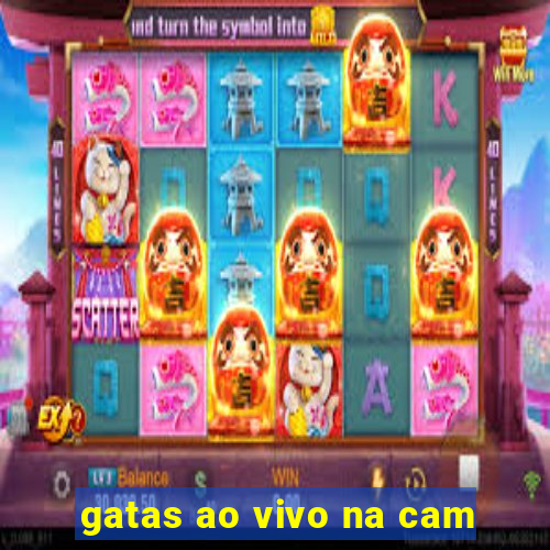 gatas ao vivo na cam